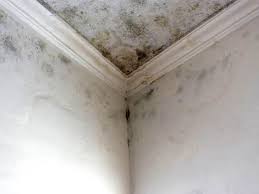 Best Mold Prevention Services  in Georgetown, IL